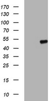 APMAP Antibody