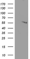 APMAP Antibody
