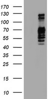 GOLPH2 Antibody