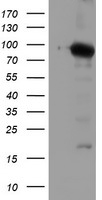 NLN Antibody