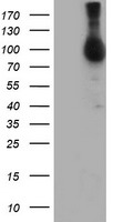 NLN Antibody