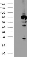 NMT2 Antibody