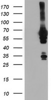 NMT2 Antibody