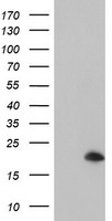 ARL5B Antibody