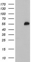 TULP3 Antibody
