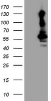 GIRK1 Antibody