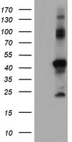 RNF113B Antibody