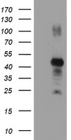 RNF113B Antibody