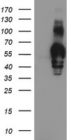 GOLPH2 Antibody