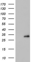 Proteasome subunit beta type 4 Antibody
