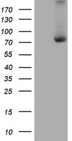 C1S Antibody