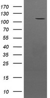 CCK4 Antibody
