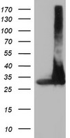 PSMA4 Antibody