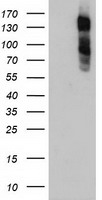 Aminopeptidase A Antibody