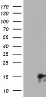 SYNJ2BP Antibody