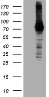 DGKA Antibody