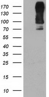DPP9 Antibody