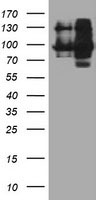 DPP9 Antibody
