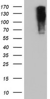 ENPEP Antibody