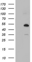 Nucleobindin 1 Antibody