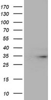 TPSG1 Antibody