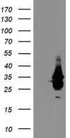 OBFC2B Antibody