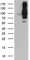 DPP9 Antibody