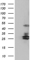 SERPINB2 Antibody