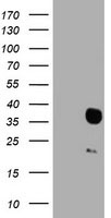 HES1 Antibody