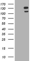 USP7 Antibody
