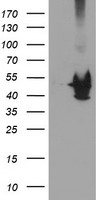 Kv beta 1 Antibody
