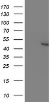 KCNAB1 Antibody