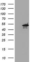 Kv beta 1 Antibody