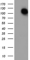 ENPEP Antibody