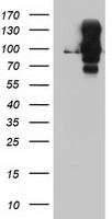 DPP9 Antibody
