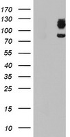 DPP9 Antibody