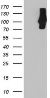 C1S Antibody