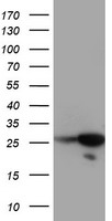 RGS16 Antibody