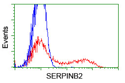 SERPINB2 Antibody