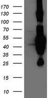 HMOX2 Antibody
