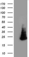 FAM119A Antibody