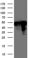 TAL1 Antibody