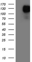 Aminopeptidase A Antibody