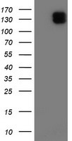 Aminopeptidase A Antibody