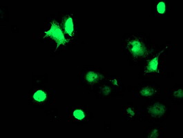 TAL1 Antibody