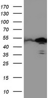 TAL1 Antibody