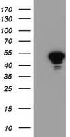 NAPE PLD Antibody