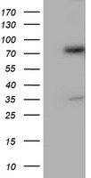 ERp72 Antibody