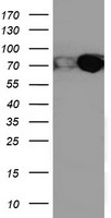 ERp72 Antibody