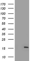 NDUFA5 Antibody